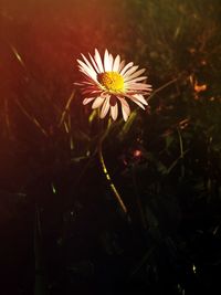 flower
