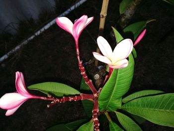 Close-up of pink flowers blooming outdoors