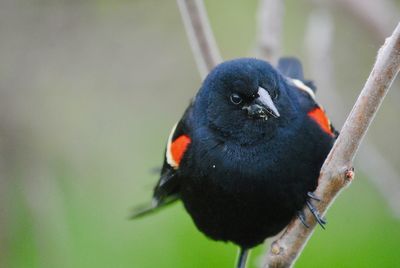 Close-up of bird perching on a tree