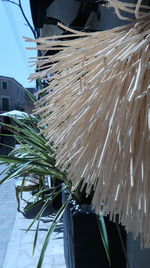 Close-up of fish hanging on plant against building