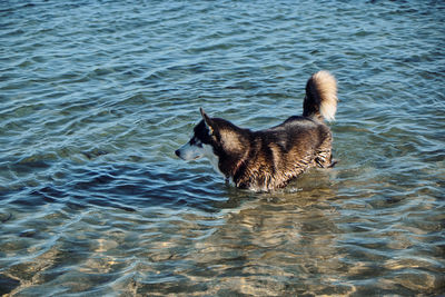 High angle view of dog swimming in water