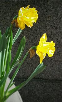 Close-up of yellow flowers