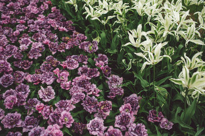 Full frame shot of pink flowering plants