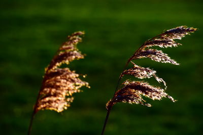 Close-up of dry leaf on grass