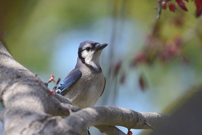 Close-up of bird perching on wall