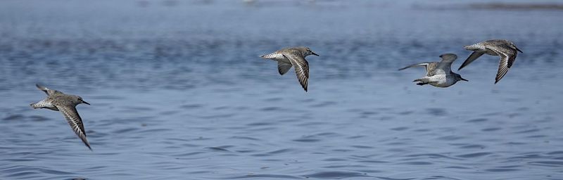 Seagulls flying over lake