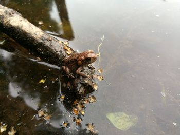 High angle view of frog on root in pond