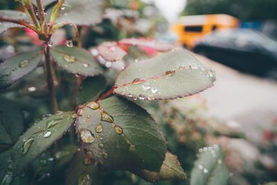 Close-up of raindrops on leaf