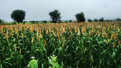 Crops growing on field against sky