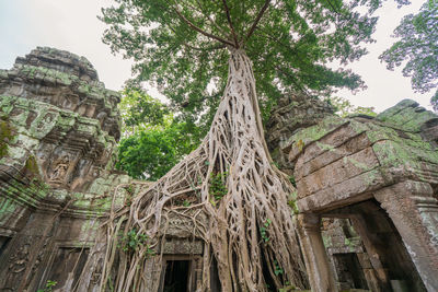 Low angle view of trees in a building