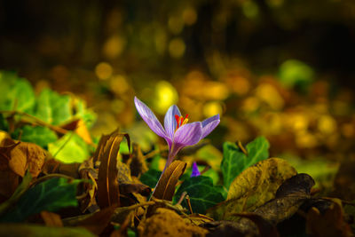 Close-up of purple flower growing on land