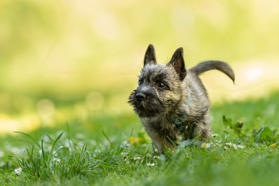 Small dog running on grass