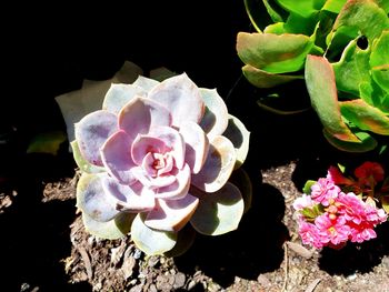 Close-up of pink roses