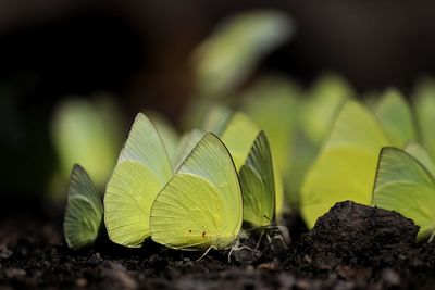 Close-up of leaves on land