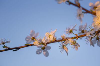 Beautiful plum tree branches full with white flowers in spring.