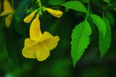 Close-up of yellow flowering plant leaves