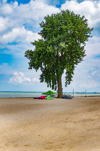 Tree on beach against sky