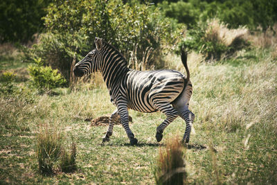 Zebras in a field