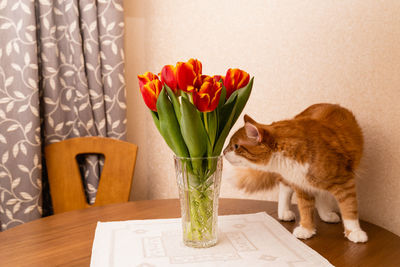 The ginger cat climbed onto the table and exhausts a vase of tulips. the behavior of cat