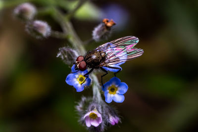 Close-up of bee on flower