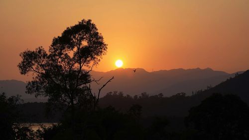 Silhouette tree against orange sky