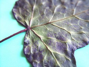 Close up of leaf