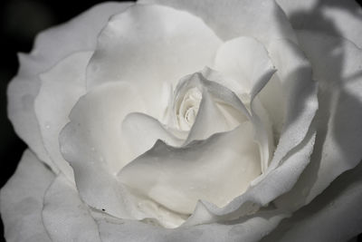 Close-up of rose blooming outdoors