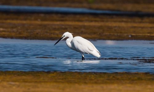 Snowy egret on river