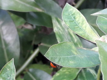 Close-up of insect on leaf