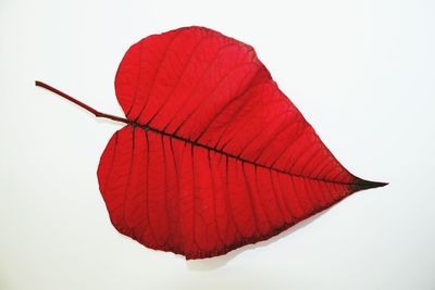 Close-up of red leaves on white background