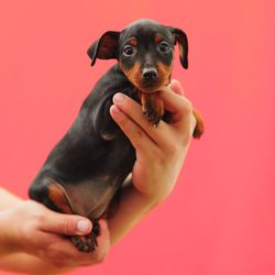 Close-up of hand holding puppy against coral background