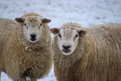 Portrait of sheep