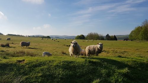 Sheep in a field