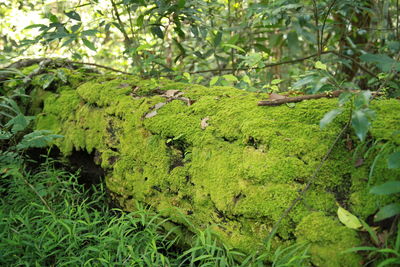 Close-up of moss growing on tree