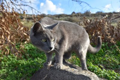 Portrait of a cat standing on field