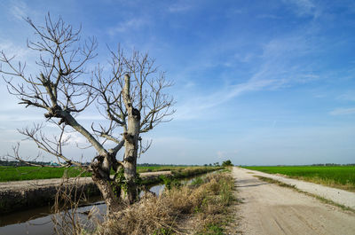 Dirt road amidst plants on field against sky