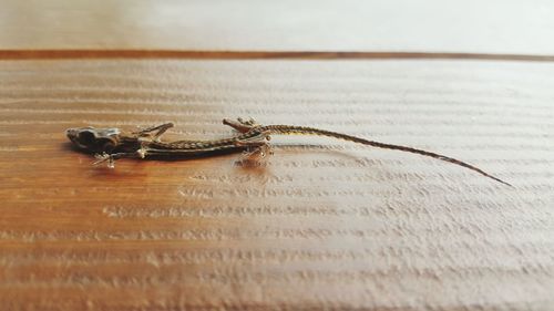 Close-up of insect on table