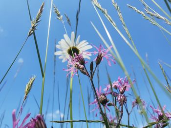 Low angle view of pink flowering plants against blue sky