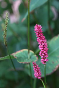 Close-up of pink flowering plant