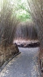 Reflection of trees in water