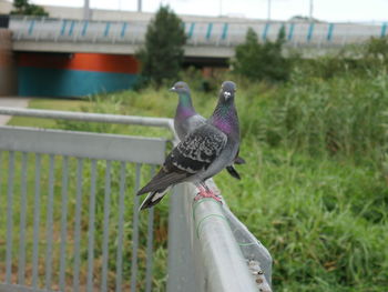 Pigeon perching on a field