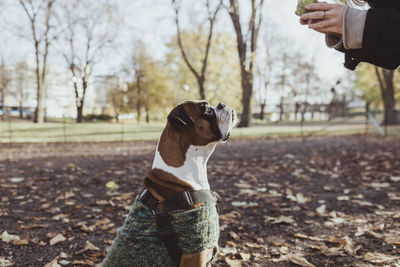 Close-up of a dog on field