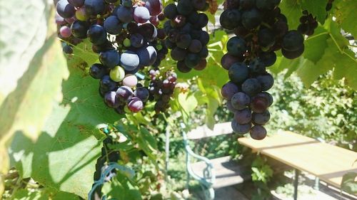 Close-up of grapes in vineyard