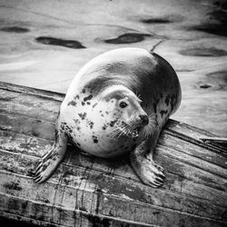 Close-up of lizard on wood