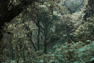 Trees in forest