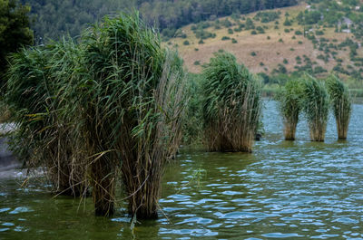 Scenic view of lake