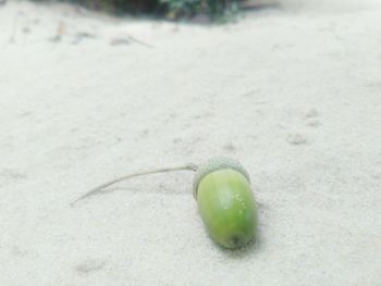 Close-up of leaf on sand