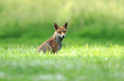 Portrait of fox on grass