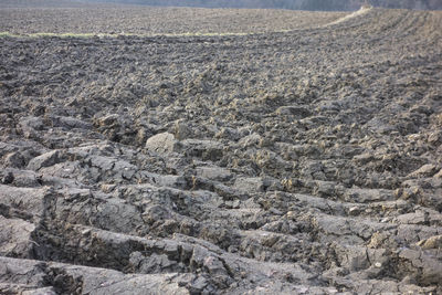 View of sheep on rock