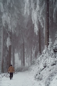 Rear view of man walking in forest during winter